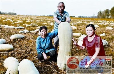 剝皮菇的營養(yǎng)價(jià)值與市場(chǎng)零售前景