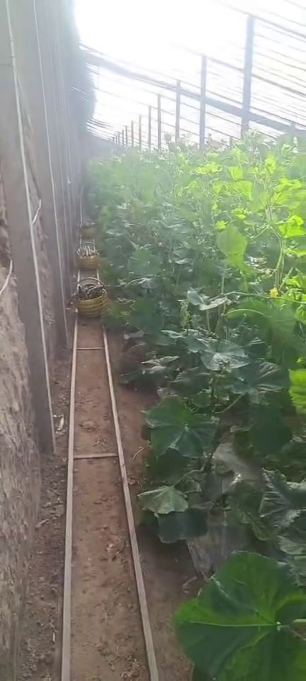 西安新鮮蔬菜批發(fā)、零售與配送服務(wù) 為您的生活增添健康色彩